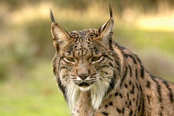 Fototapeta premium Adult female Iberian Lynx in her territory within a Mediterranean forest of pines and oaks at first light on a winter day