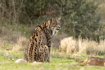 Obraz premium Adult female Iberian Lynx in her territory within a Mediterranean forest of pines and oaks at first light on a winter day