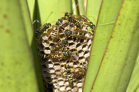 Wasps on Nest Hive, Close-Up of Social Insects Colony