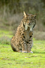 Adult female Iberian Lynx in her territory within a Mediterranean forest of pines and oaks at first light on a winter day