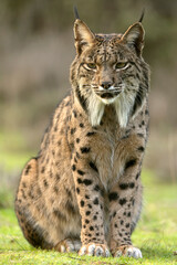 Fototapeta premium Adult male Iberian Lynx stretching and yawning in a Mediterranean forest of oaks and pines in the early light of a winter day