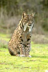 Obraz premium Adult male Iberian Lynx stretching and yawning in a Mediterranean forest of oaks and pines in the early light of a winter day