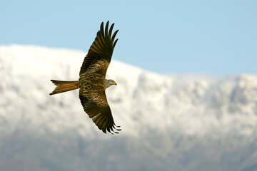 Obraz premium Red Kite flying in a Mediterranean mountain with the first light of a winter day