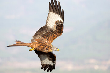 Red Kite flying in a Mediterranean mountain with the first light of a winter day