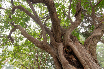 Fototapeta premium Arbutus unedo