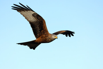 Obraz premium Red Kite flying in a Mediterranean mountain with the first light of a winter day