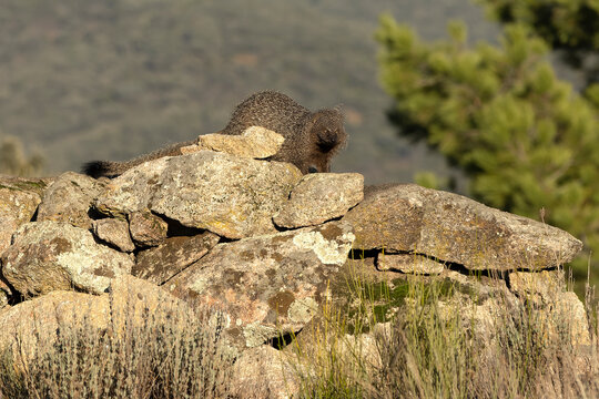 Mongoose on a Mediterranean mountain in the first light of a winter day