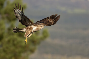 Obraz premium Common buzzard flying within its territory in a Mediterranean forest in the early light of a winter day