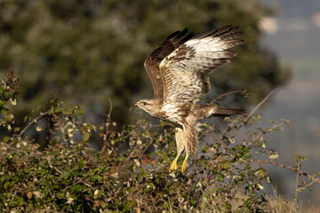Fototapeta premium Common buzzard flying within its territory in a Mediterranean forest in the early light of a winter day