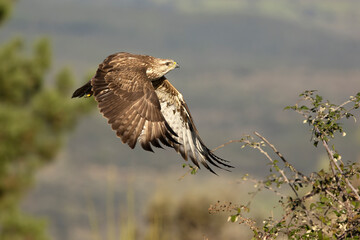 Fototapeta premium Common buzzard flying within its territory in a Mediterranean forest in the early light of a winter day