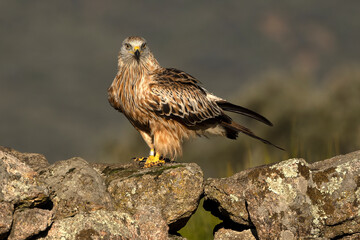 Fototapeta premium Red Kite on a Mediterranean mountain in the first light of a winter day