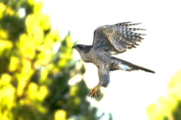 Fototapeta premium Adult female Northern goshawk flying within her territory in a pine and oak forest in the last light of a late autumn day