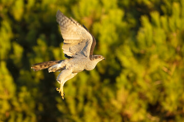 Fototapeta premium Adult female Northern goshawk flying within her territory in a pine and oak forest in the last light of a late autumn day