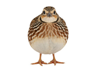 Small Brown Quail Bird Front View Isolated on White