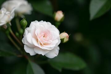 Obraz premium Elegant blooming rose with delicate soft petals against green foliage backdrop.