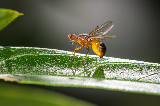 Close up of Drosophila suzukii fruit fly, commonly called the spotted wing drosophila or SWD