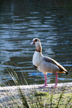 Ganso egipcio caminando por la orilla de un lago en un parque durante el d&iacute;a.
