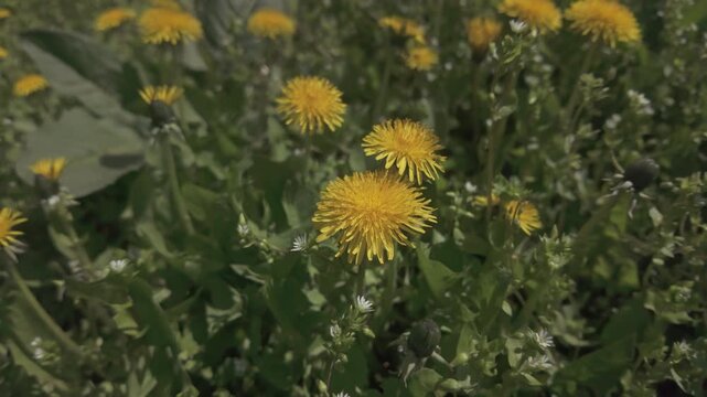 Camera pulls back from yellow flowers of dandelion (Taraxacum) with chickweed (Stellaria media) in background, close-up, slow motion
