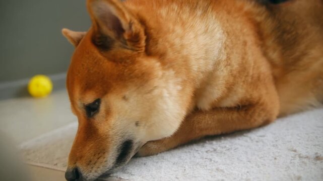 Cute brown shiba inu dog looking sad while lying on white rug at home with yellow ball in background, waiting for its owner and feeling lonely and bored. Sad shiba inu dog lying on rug and waiting