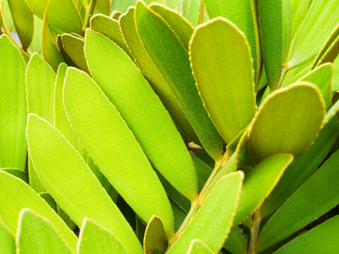 Zamia furfuracea close up decorection park nature, environment background