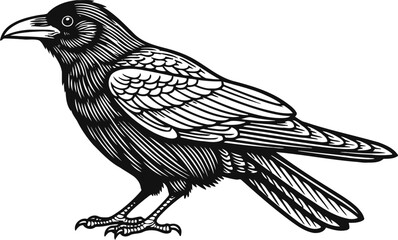 Fototapeta premium Black raven illustration detailed bird with feathers, beak, and claws in side view nature and wildlife concept