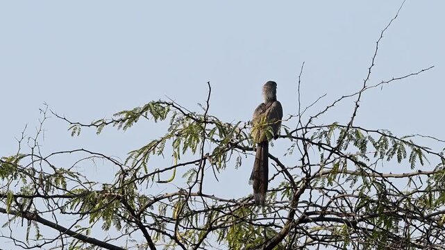 Detailed close-up of the grey plumage and unique bill casque of an Indian Grey Hornbill in a tropical tree.