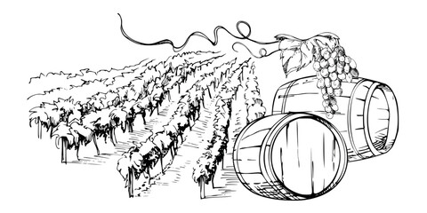 Countryside landscape of cultivated land, orchard or vineyard vista with distillery wooden barrels under grapevine. Isolated ink vector illustration. Posters, editorial graphics, sustainability themes © Elena