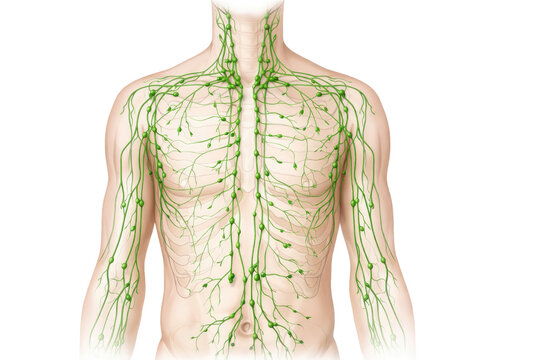 Human lymphatic system anatomy illustration showing lymph nodes vessels and drainage network across chest torso and arms isolated on white background