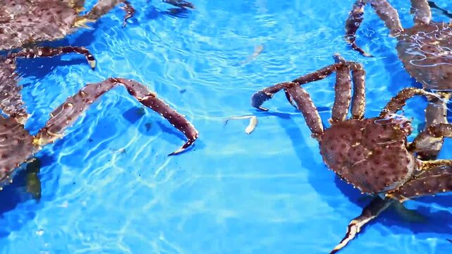 Live King Crabs in Supermarket Seafood Tank Display