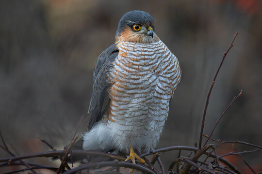  Eurasian sparrowhawk