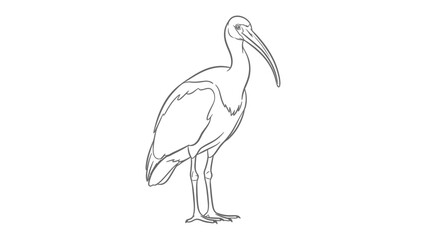 Obraz premium Elegant Ibis Sketch: A detailed line drawing portrays a graceful ibis in a minimalist style, emphasizing its unique form and features, a true celebration of avian artistry.