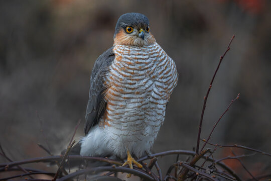  Eurasian sparrowhawk