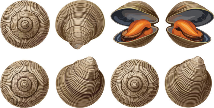 Seashell and clam shell collection with open mussel, detailed marine shell illustration isolated ocean sea life vector set