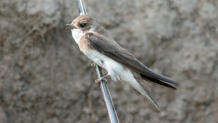 great tit on a branch © lazalnik