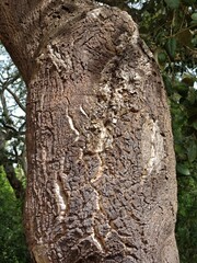 Fototapeta premium Cork oak tree trunk showing natural bark texture