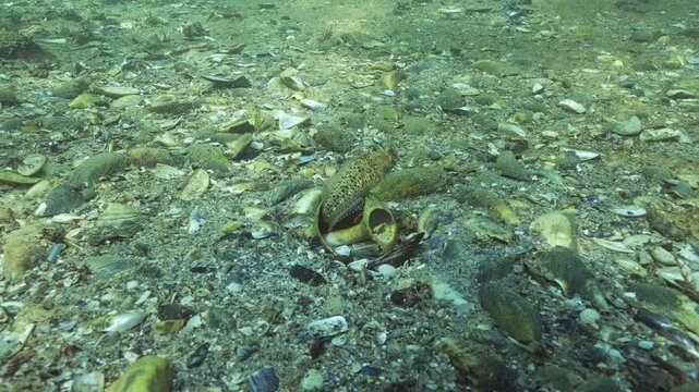 Tentacled blenny (Parablennius tentacularis) sits inside large sea shell of Veined rapa whelk (Rapana venosa), protecting its home while inspecting surrounding area. Underwater scene