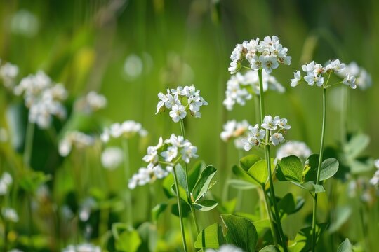 White bogbean flowers growing wild in a lush green meadow