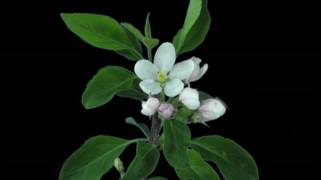Time lapse of rotating, opening and blooming apple branch with ALPHA transparency channel isolated on black background