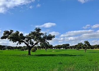 Obraz premium Dehesa landscape with cork oak trees and green grass