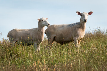 Fototapeta premium rural scene sheep and lambs in green grassy pasture