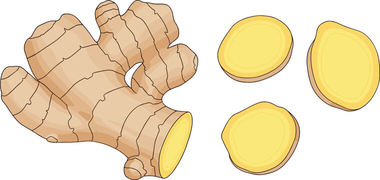 Fresh ginger root and sliced ginger pieces, aromatic spice ingredient illustration isolated healthy cooking food vector set