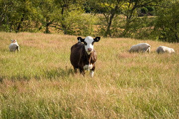 Young Calf in green grassy field 