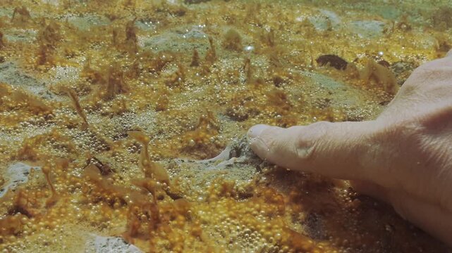 POV shot, man's finger showing Eutrophication hotspot and microalgae colony producing many small gas bubbles. Male hand slides across single-celled algae colony raising gas bubbles, first person view