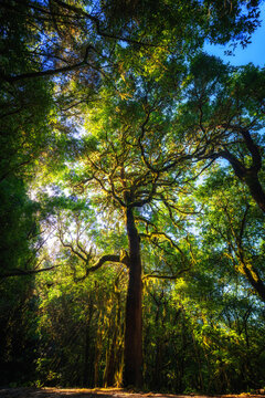 Die Sonne scheint durch den dichten Wald El Cedro auf La Gomera