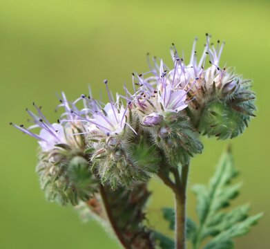 Phacelia tanacetifolia (lacy phacelia) growing in a field