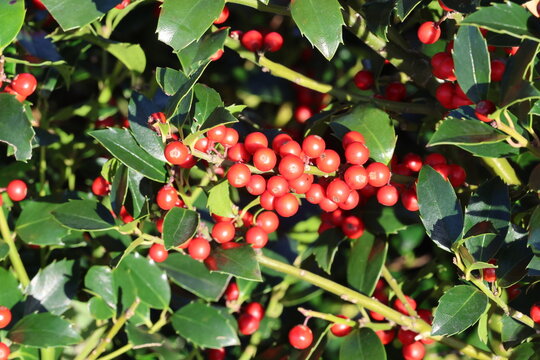 Ilex 'Nellie R. Stevens'.  Dark green glossy leaves and bright red holly berries. 