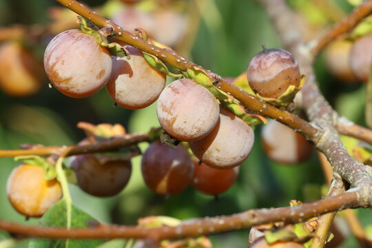 Diospyros lotus. A branch laden with inedible purple yellow date plum fruit. 