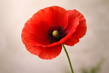 Obraz premium Close-up of a bright red poppy flower on a soft blurred background.