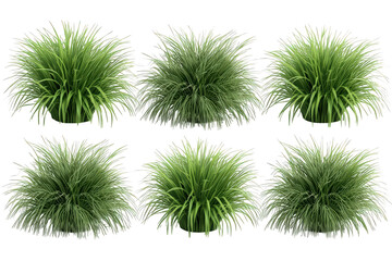 Green ornamental grass clumps and bushes for landscaping or garden design elements with transparent background