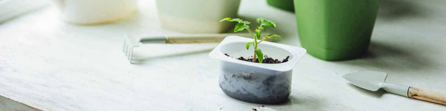 Banner. Concept of urban home gardening, growing organic vegetables. Growing cherry tomato seedling plants in re-used plastic pots on balcony window sill. Sustainable lifestyle, eco friendly hobby